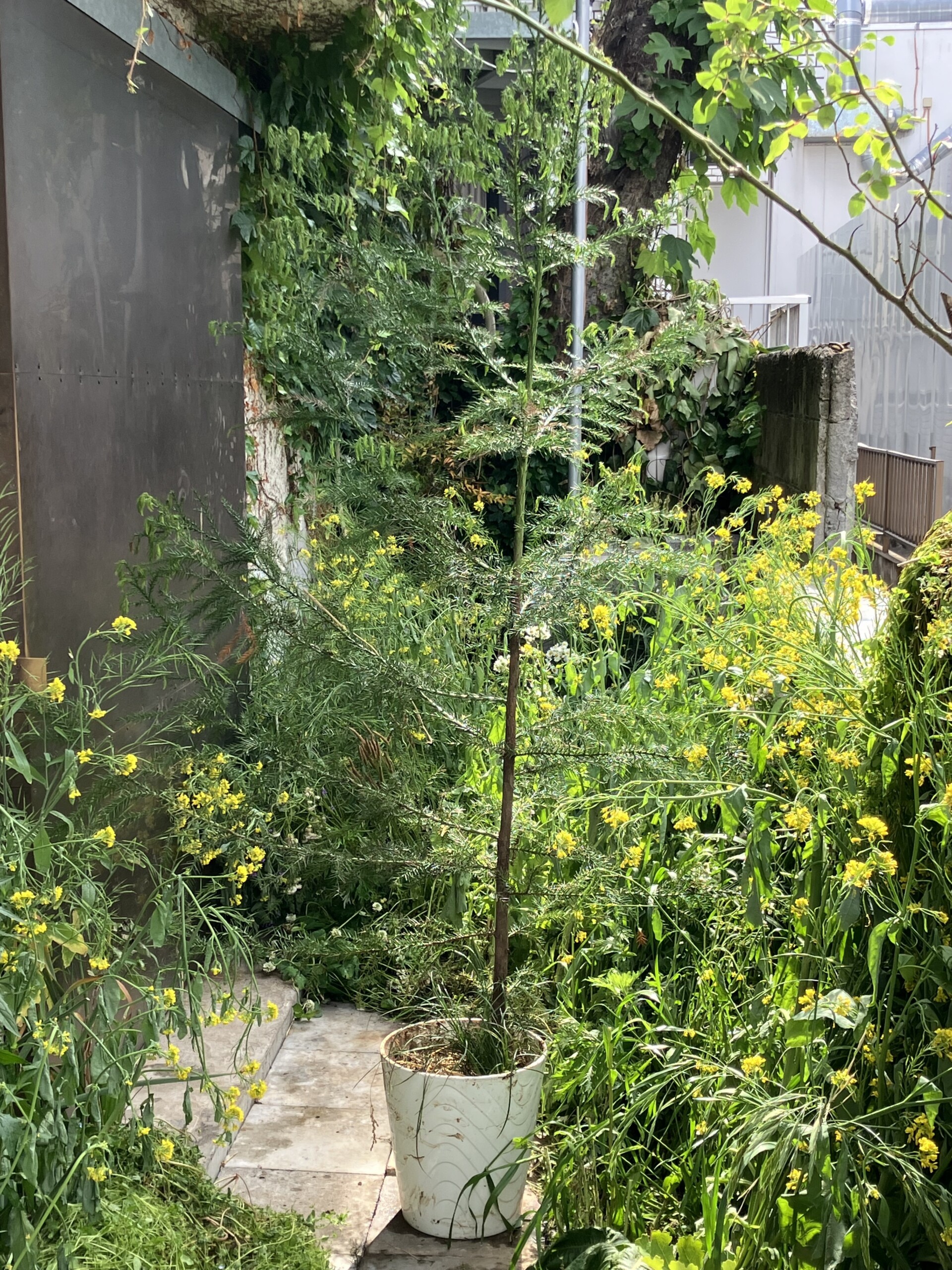 [図3] 会場入口風景。茨城県石岡市の里山(旧八郷町)から採取された植物が植えられた。ただでさえアイビーに覆われてモサモサしている WHITEHOUSE に、さらに緑が増した。