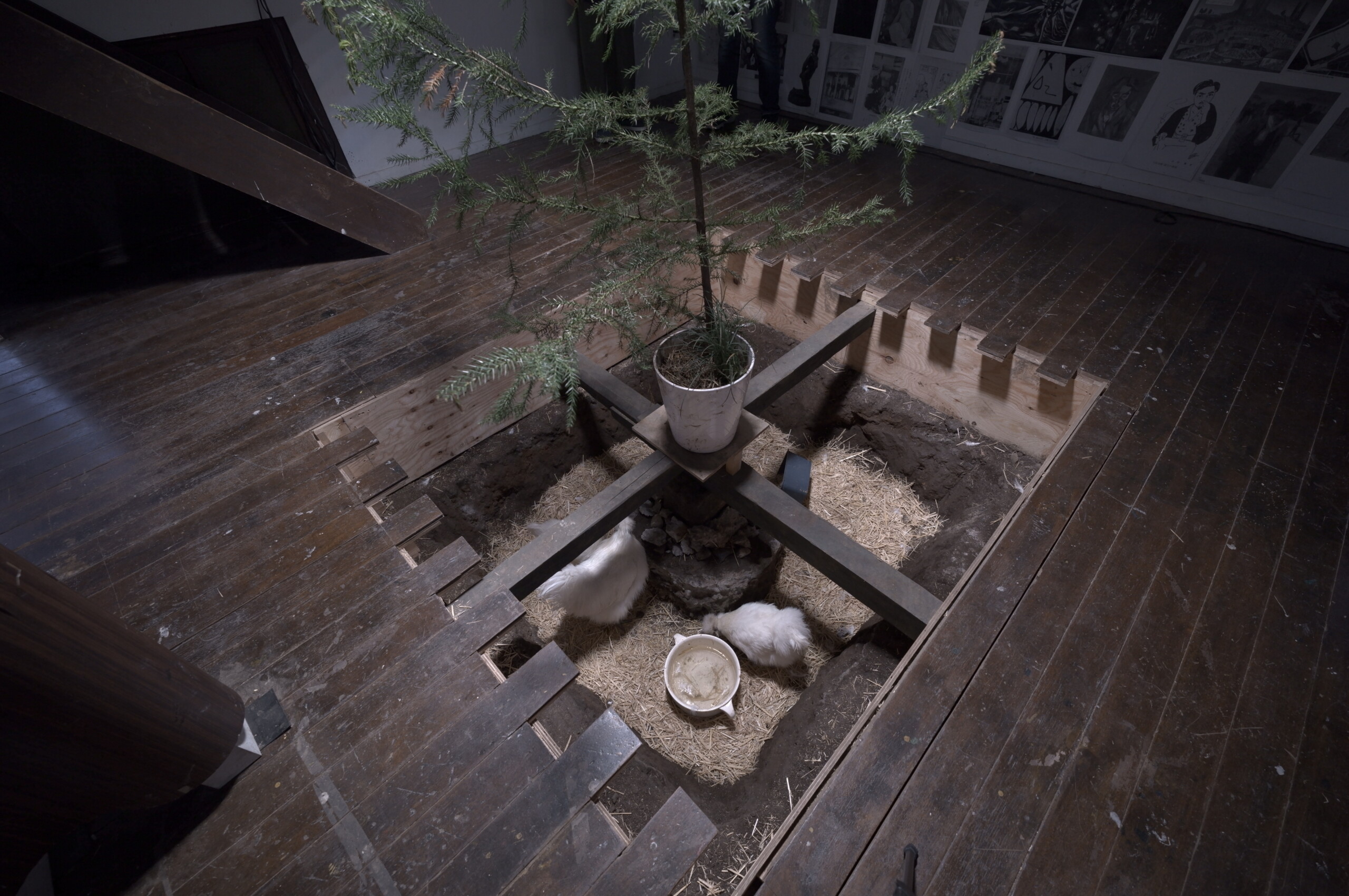 [図4] 会場内中央床下。高らかに鳴くのは、普段京島駅在住の〈キャプテン〉。その鳴声は、「コケコッコー」というより「コッケコー」。かわいくも、かっこいい、毛並みもいい。